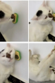 Sevimli Yapışkanlı Kedi Çimi Avokado Catnip | Avokado Kedi Çimi Topu Avokado Kedi Nanesi Oyuncağı